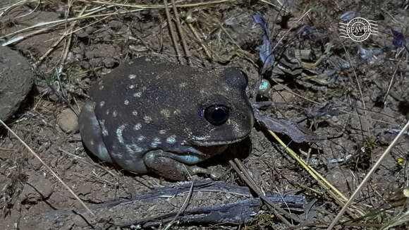 Image of Western Spotted Frog