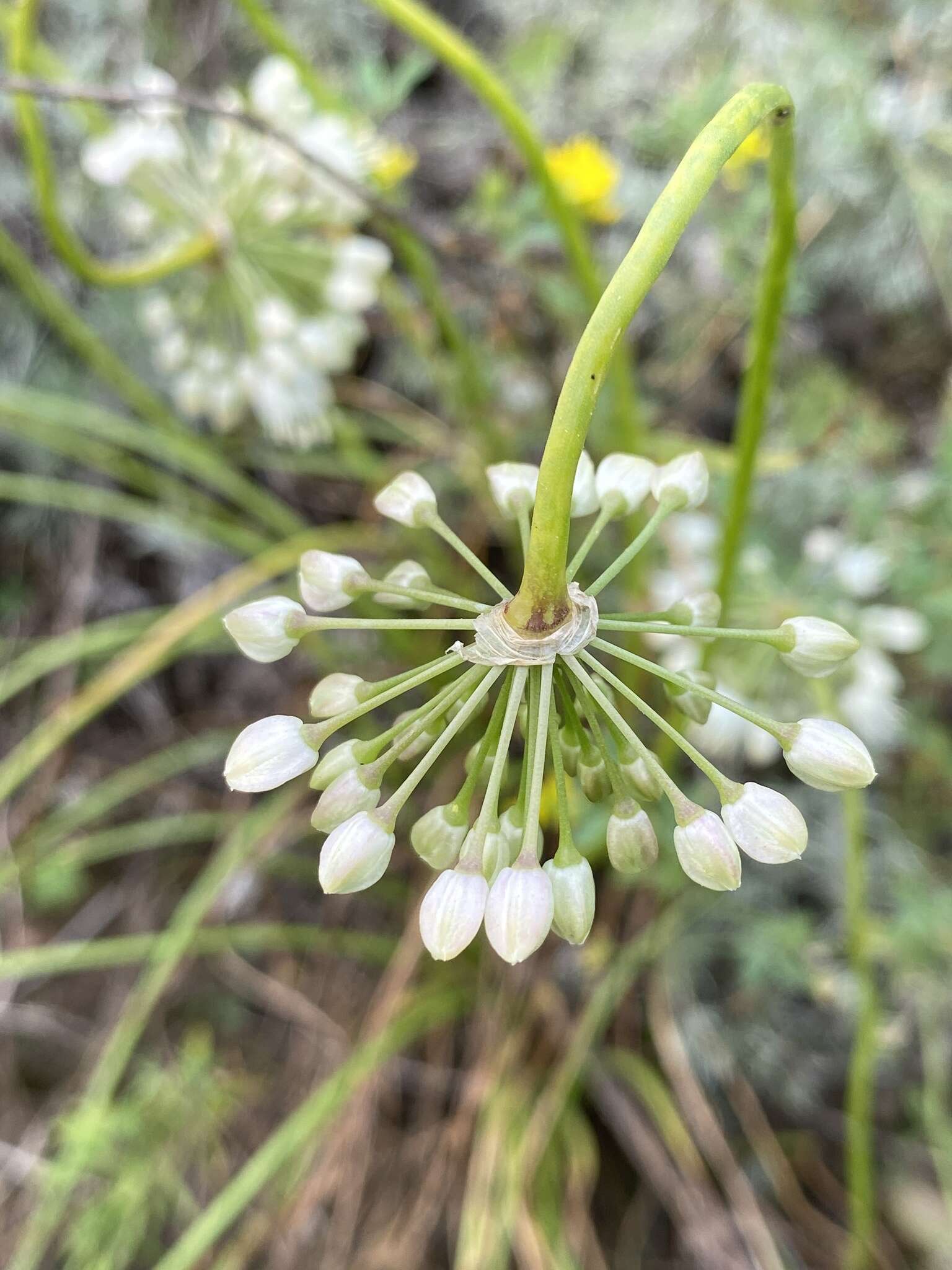 Image of Allium stellerianum Willd.