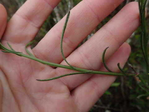 Image of Senecio burchellii DC.