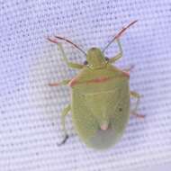 Image of Red-shouldered Stink Bug