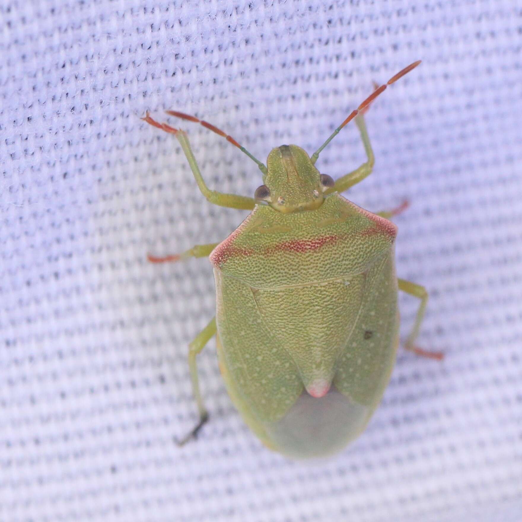 Image of Red-shouldered Stink Bug