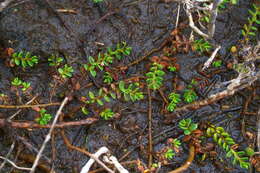Image of Wilsonia rotundifolia Hook.