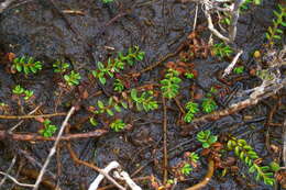 Plancia ëd Wilsonia rotundifolia Hook.