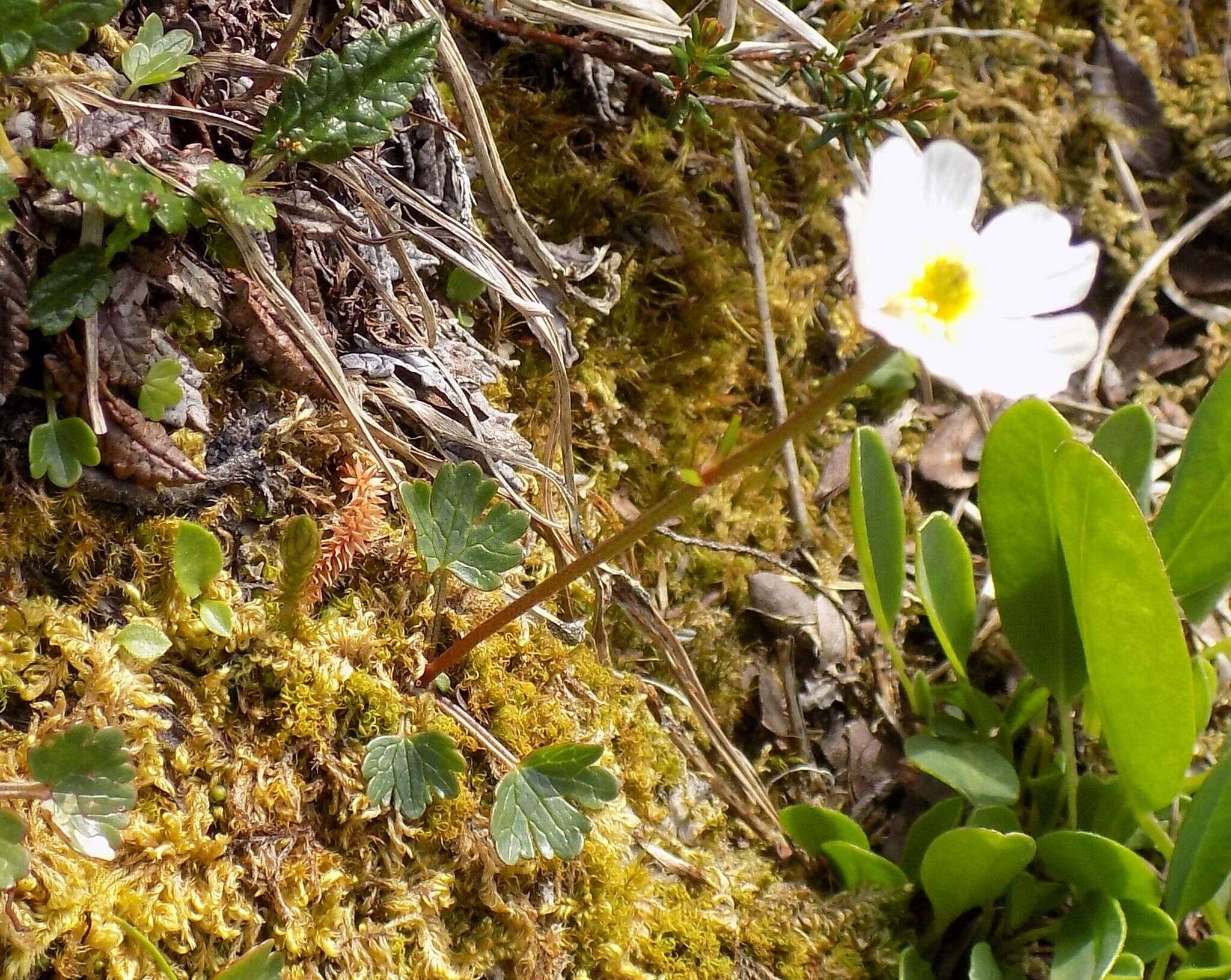 Image of Ranunculus alpestris subsp. alpestris