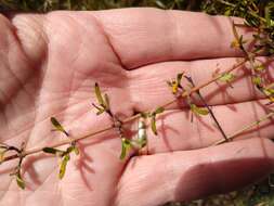 Image of Coprosma propinqua var. propinqua