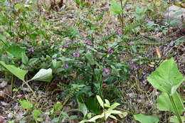 Image of Melampyrum roseum Maxim.