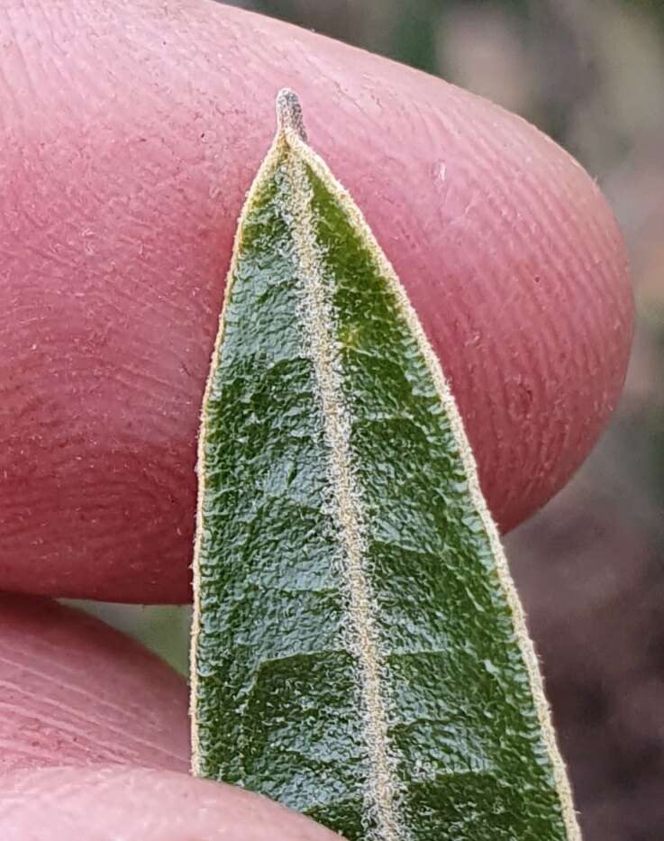 Image of Hovea apiculata G. Don