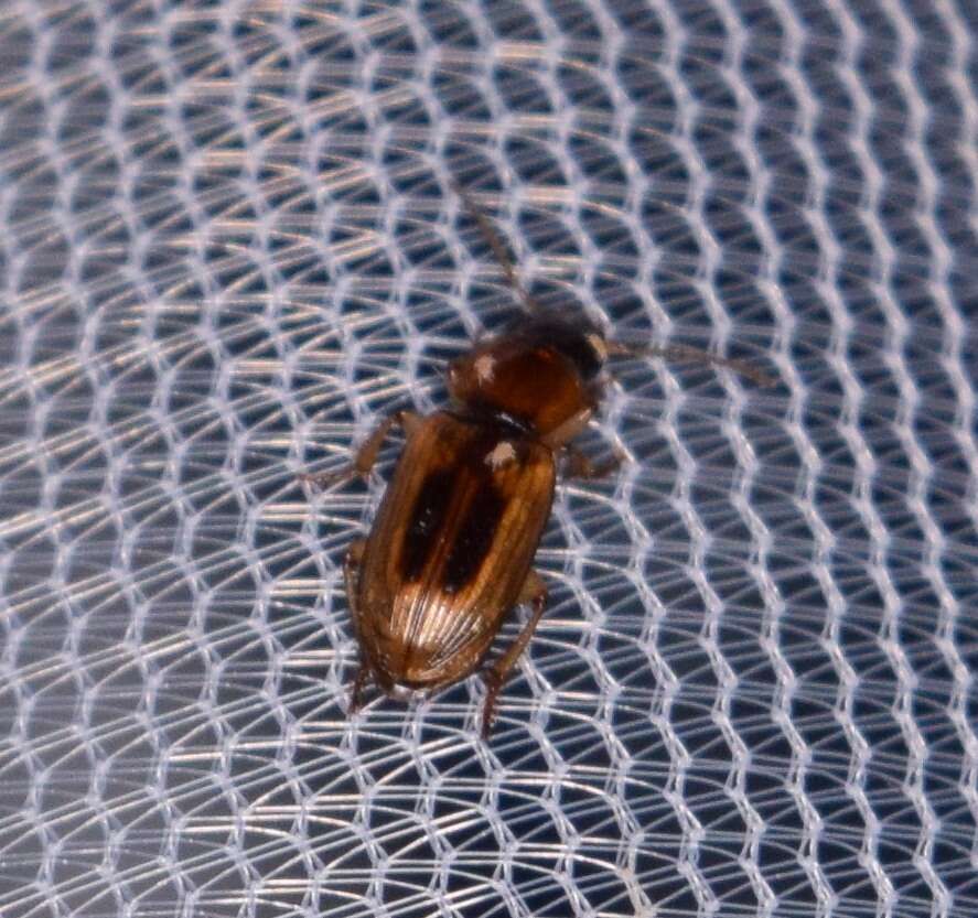 Image of LeConte's Seedcorn Beetle