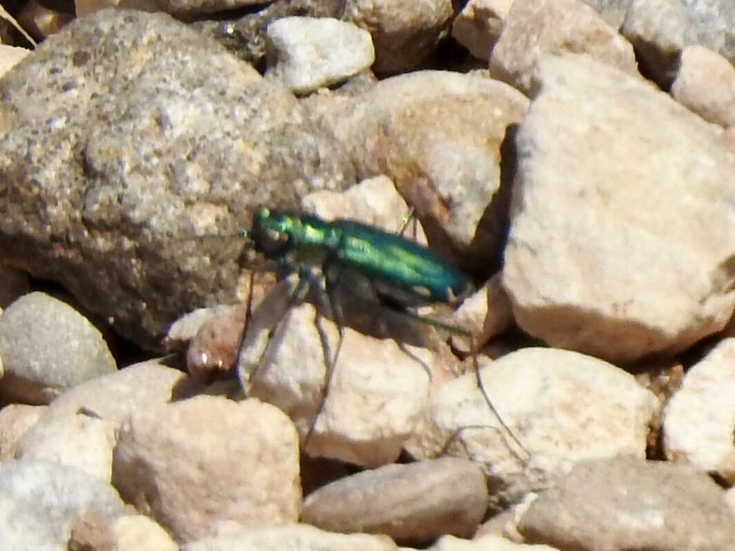 Image of Cicindela (Cicindelidia) punctulata chihuahuae Bates 1890