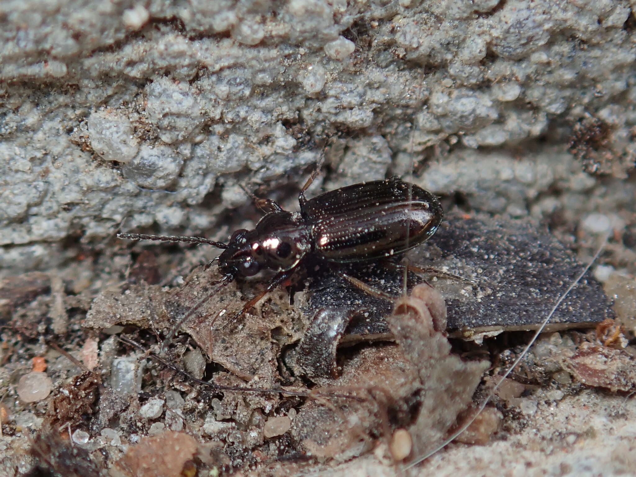 Plancia ëd Bembidion (Metallina) lampros (Herbst 1784)