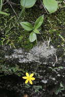 Image of Hypoxis parvula var. parvula