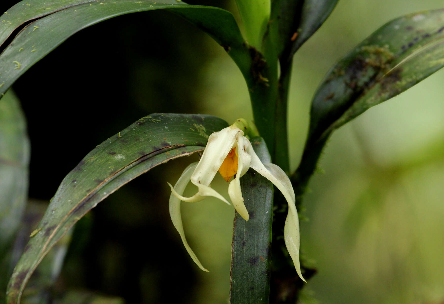 Image of Maxillaria inaudita Rchb. fil.