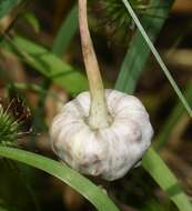 Image of cultivated garlic