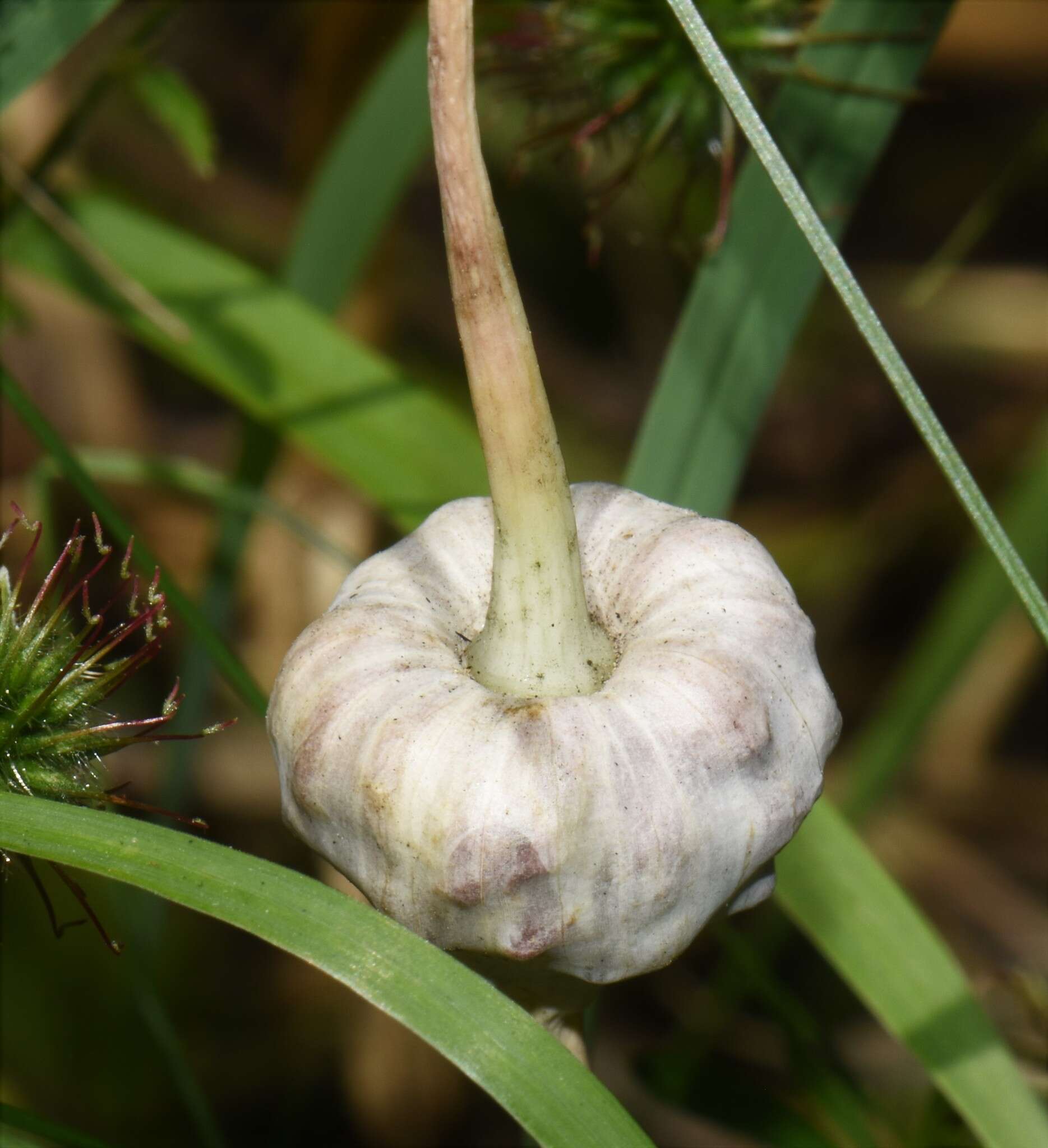 Image of cultivated garlic