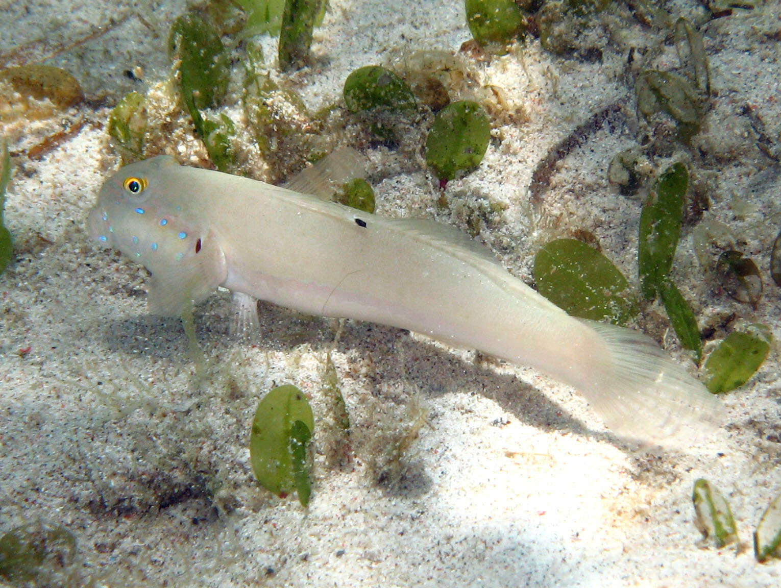 Image of Sixspot goby