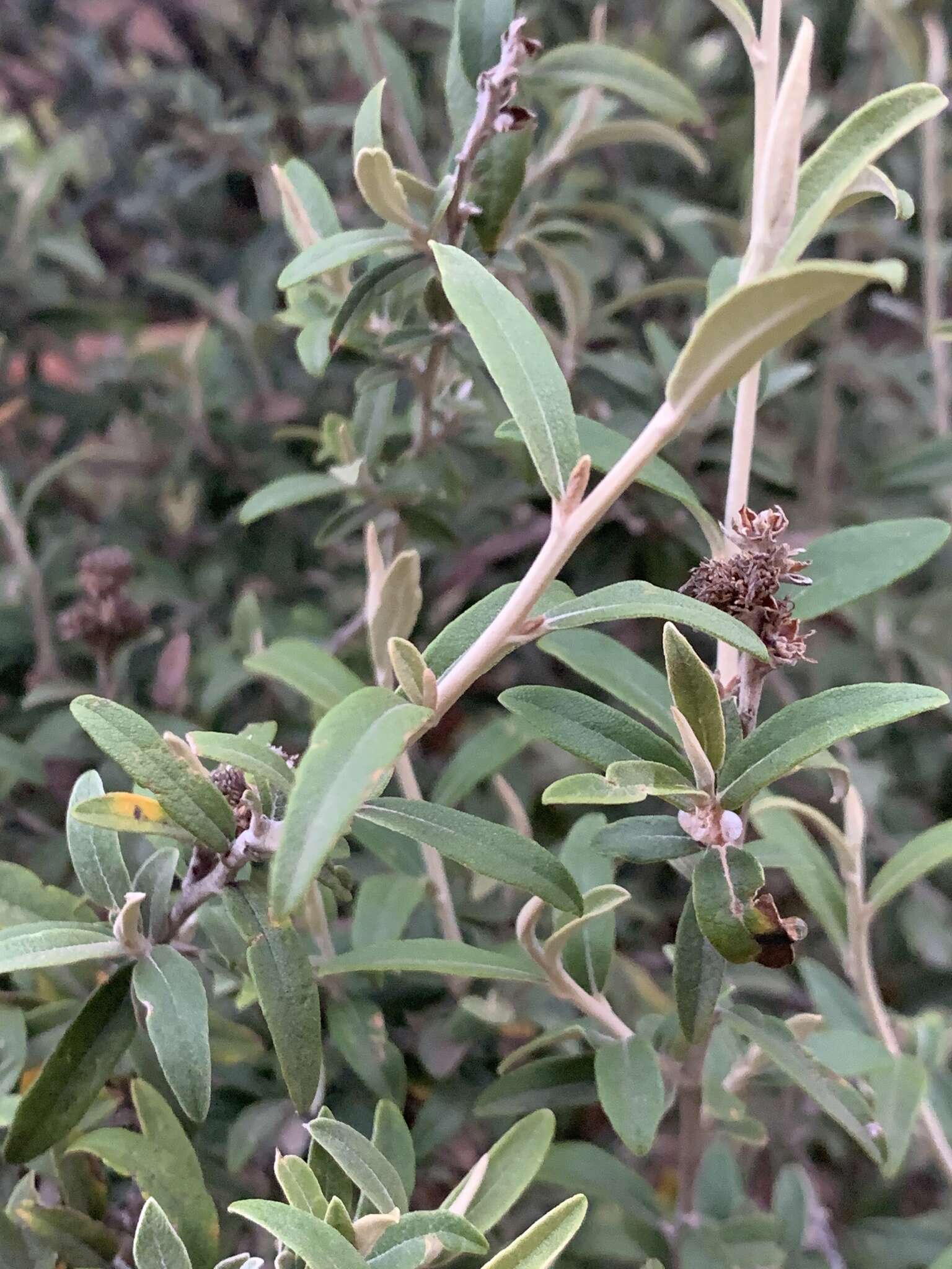 Image of Tarchonanthus minor Less.