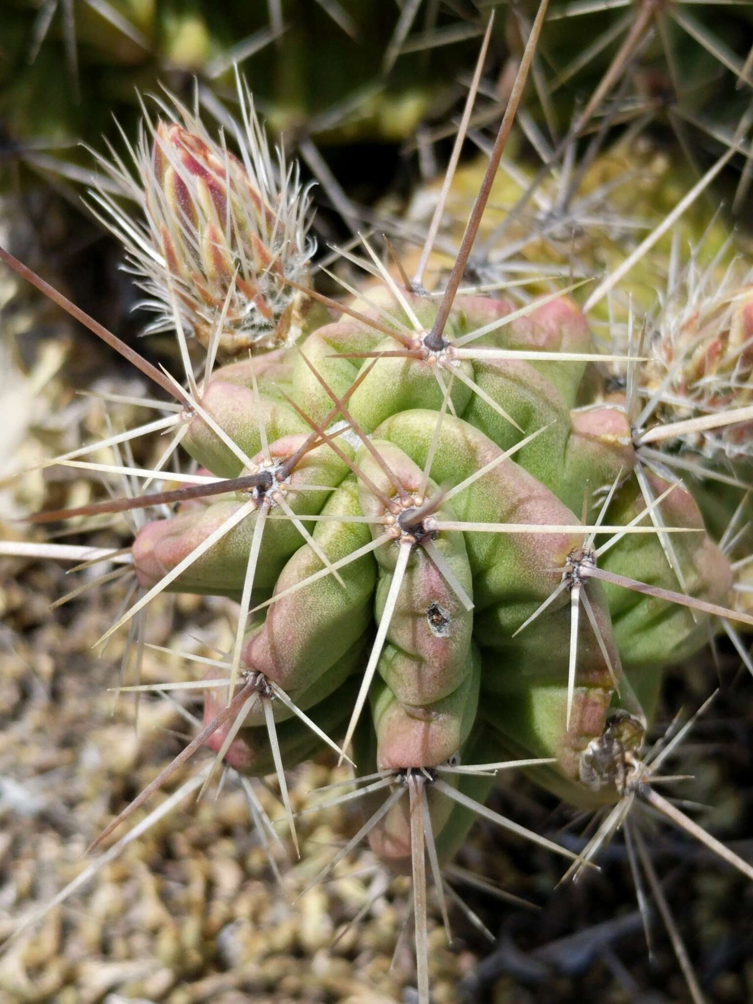 Image de Echinocereus enneacanthus subsp. brevispinus (W. O. Moore) N. P. Taylor