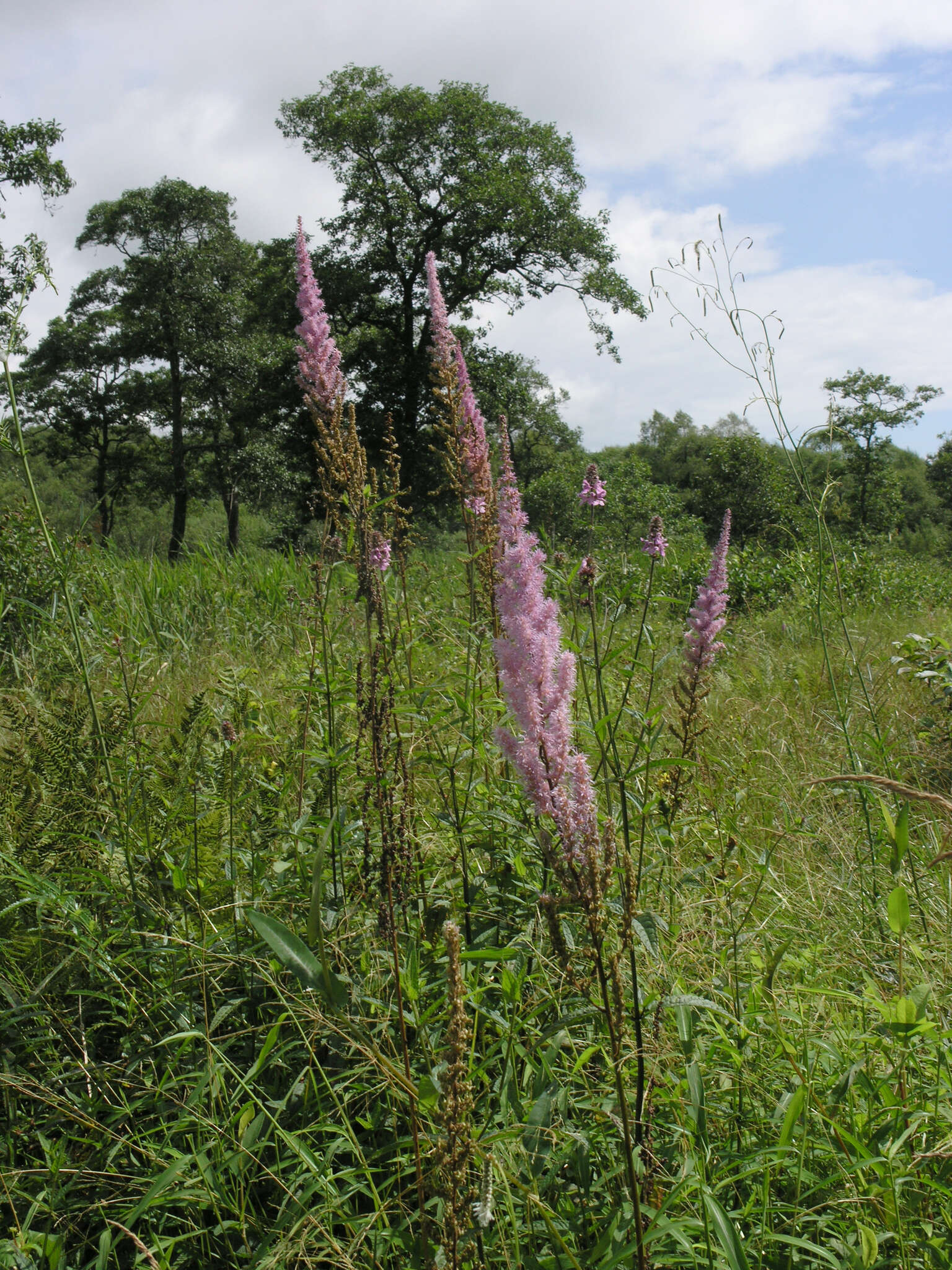 Image of Astilbe rubra Hook. & Thomson