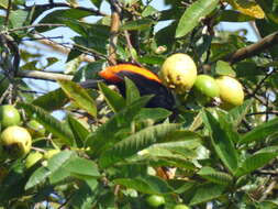 Image of Flame-rumped Tanager