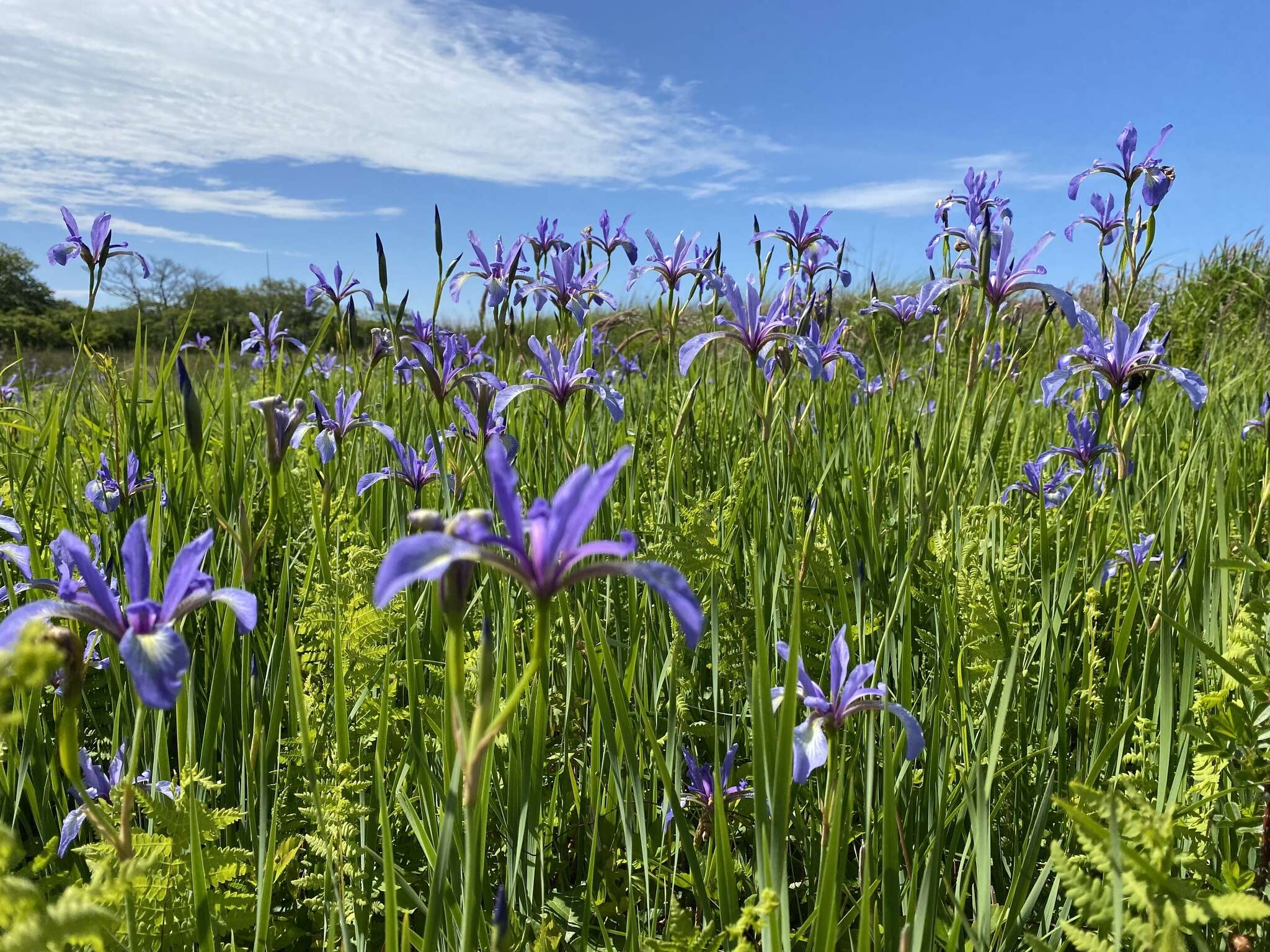 Imagem de Iris prismatica Pursh