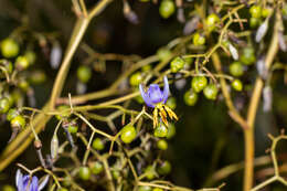 Image of Dianella revoluta var. divaricata (R. Br.) R. J. F. Hend.