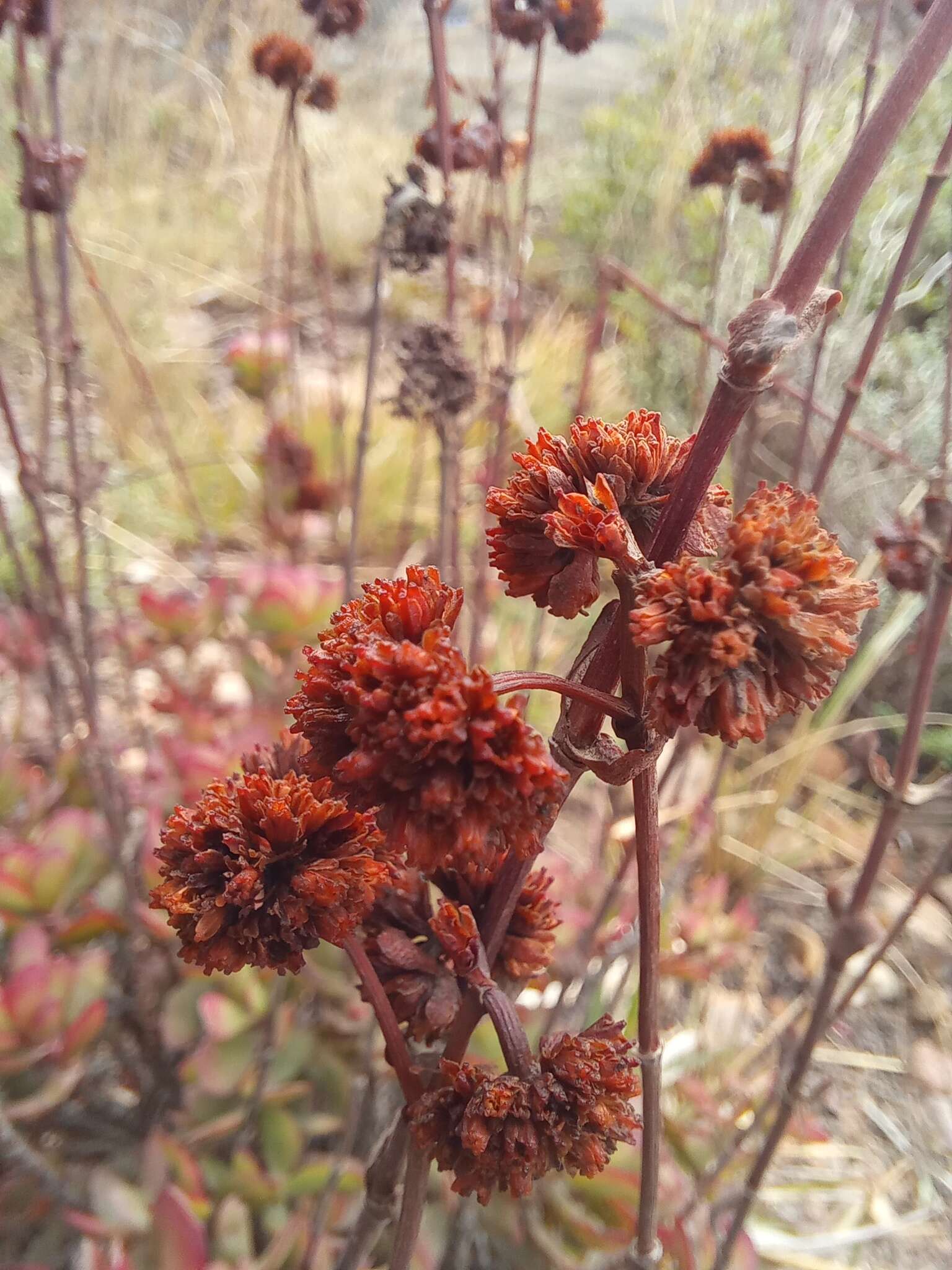 Image of Crassula latibracteata Tölken