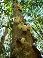 Image of Syzygium cormiflorum (F. Müll.) B. P. M. Hyland