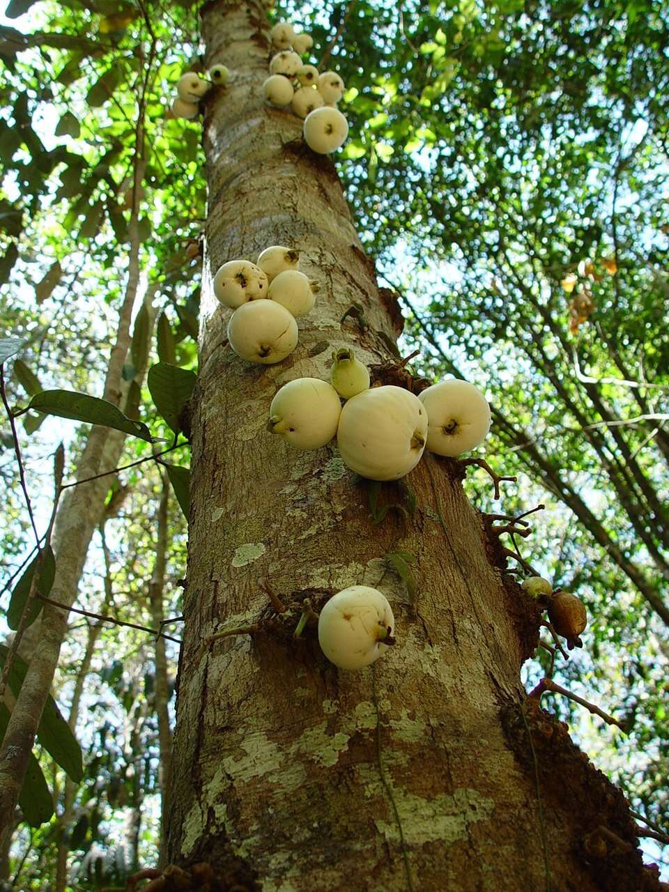 Image of Syzygium cormiflorum (F. Müll.) B. P. M. Hyland