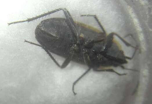 Image of Graptopeltus