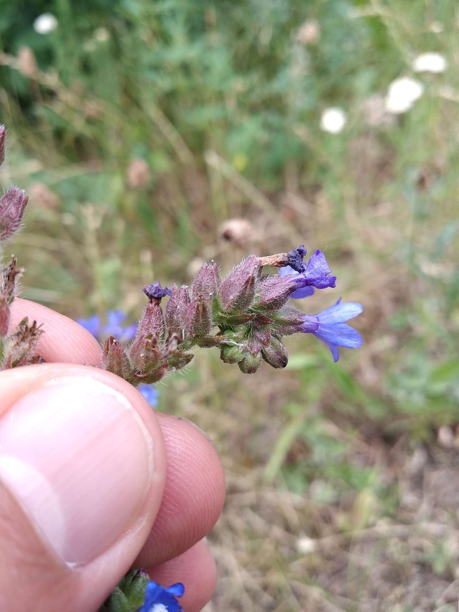 Image of Anchusa procera Bess. ex Link