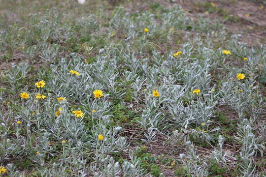 Image de Senecio crassiflorus (Poir.) DC.