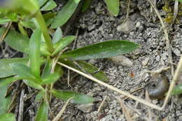 صورة Gentiana angustifolia Vill.