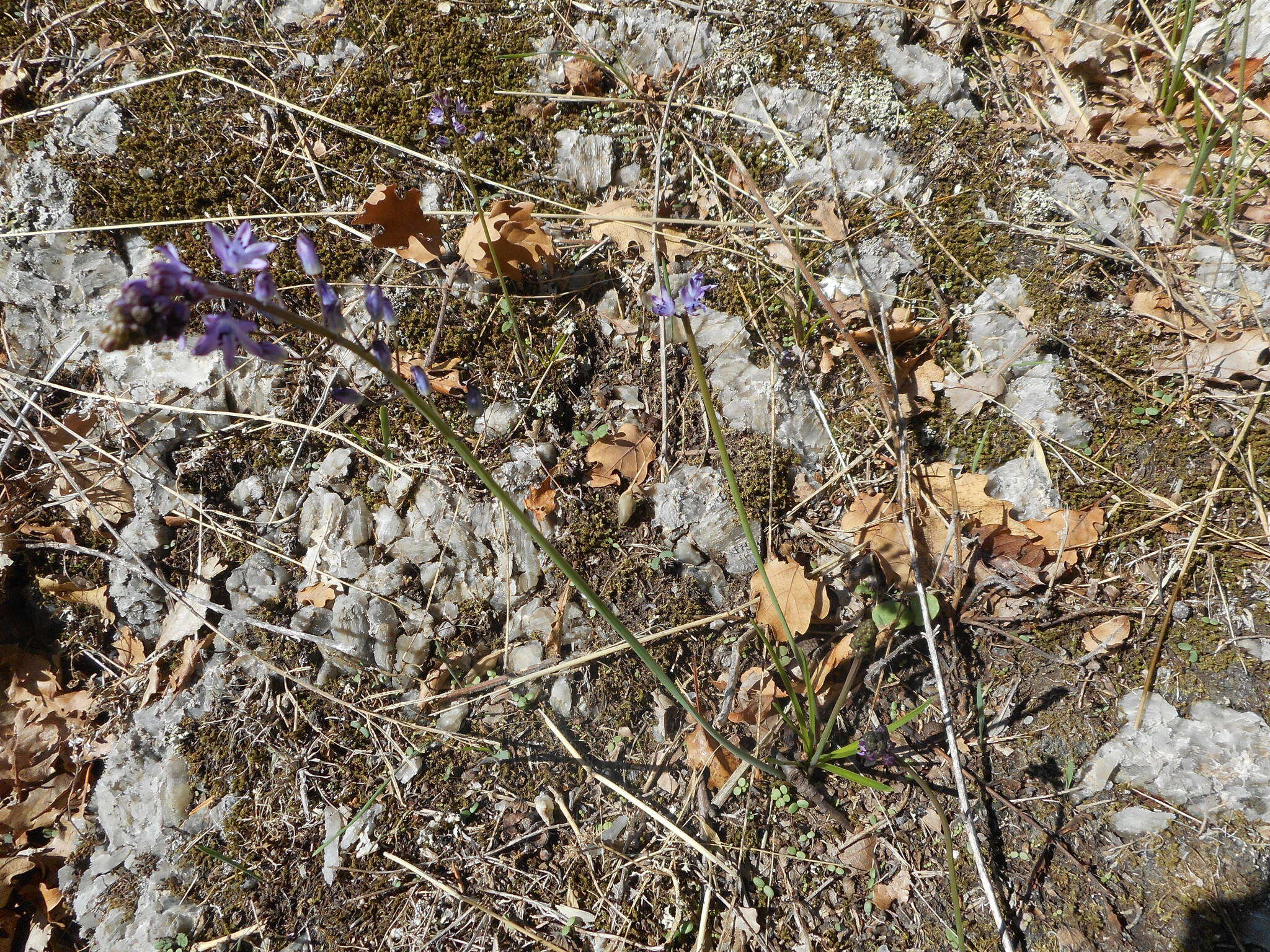 Image of autumn squill