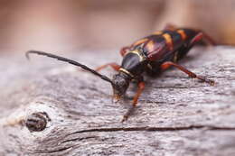 Image of Leptura aurulenta Fabricius 1793