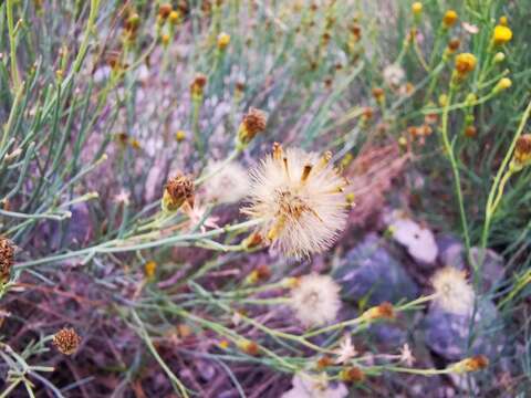 Imagem de Porophyllum scoparium A. Gray