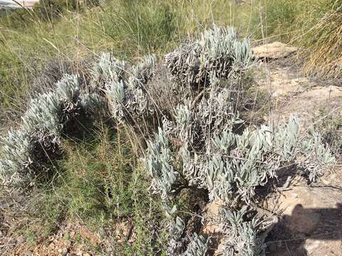 Imagem de Lavandula lanata Boiss.