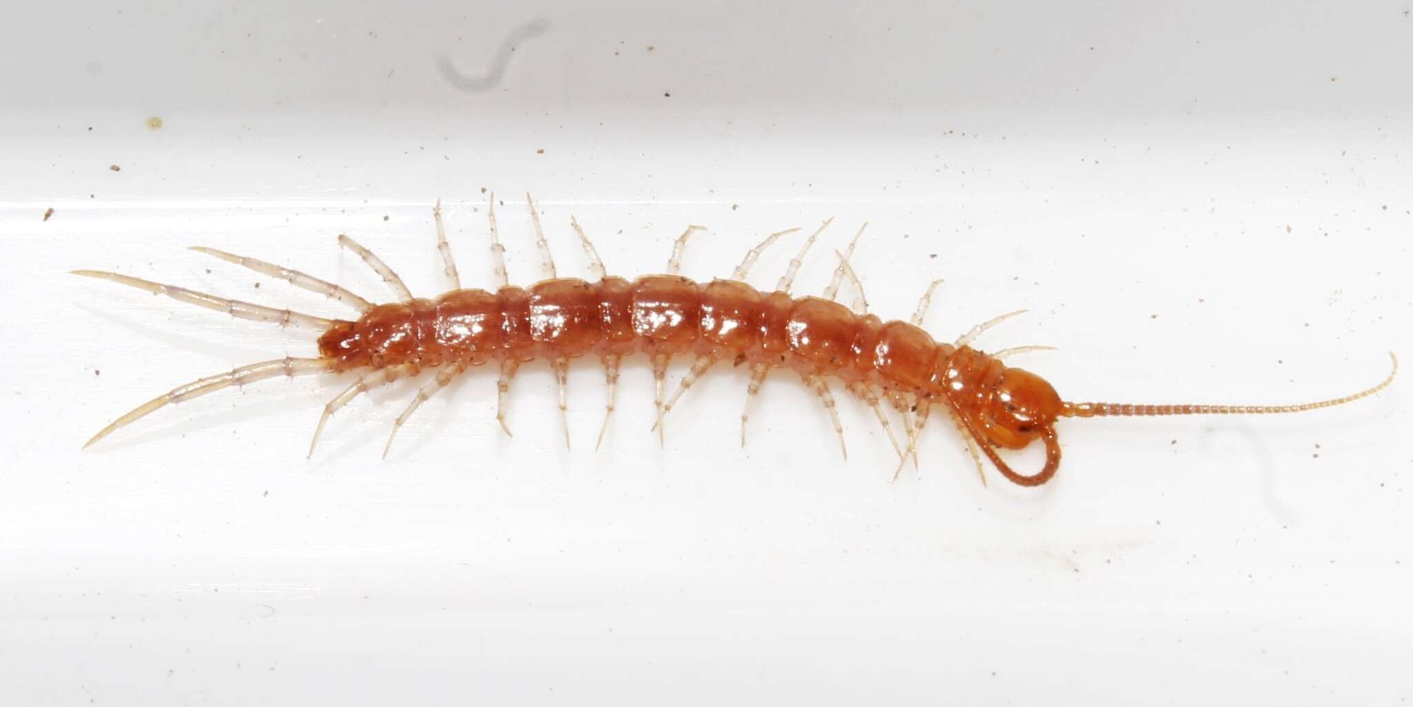 Plancia ëd Lithobius nigripalpis L. Koch 1867