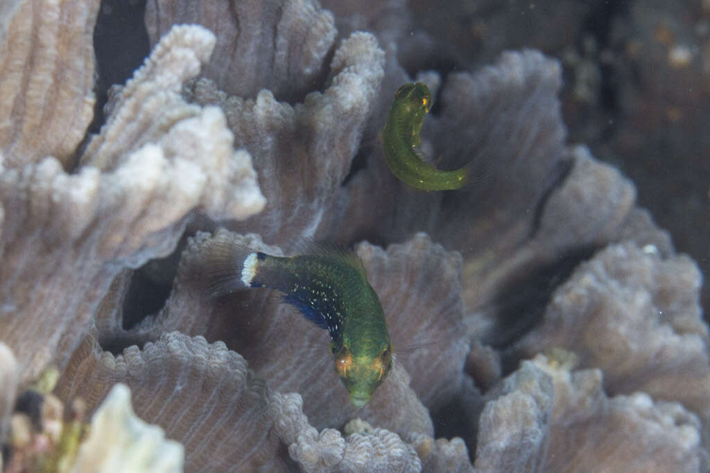 Image of Dusky parrotfish