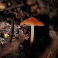 Image of Marasmius elegans (Cleland) Grgur. 1997