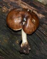 Image of Pluteus cervinus (Schaeff.) P. Kumm.