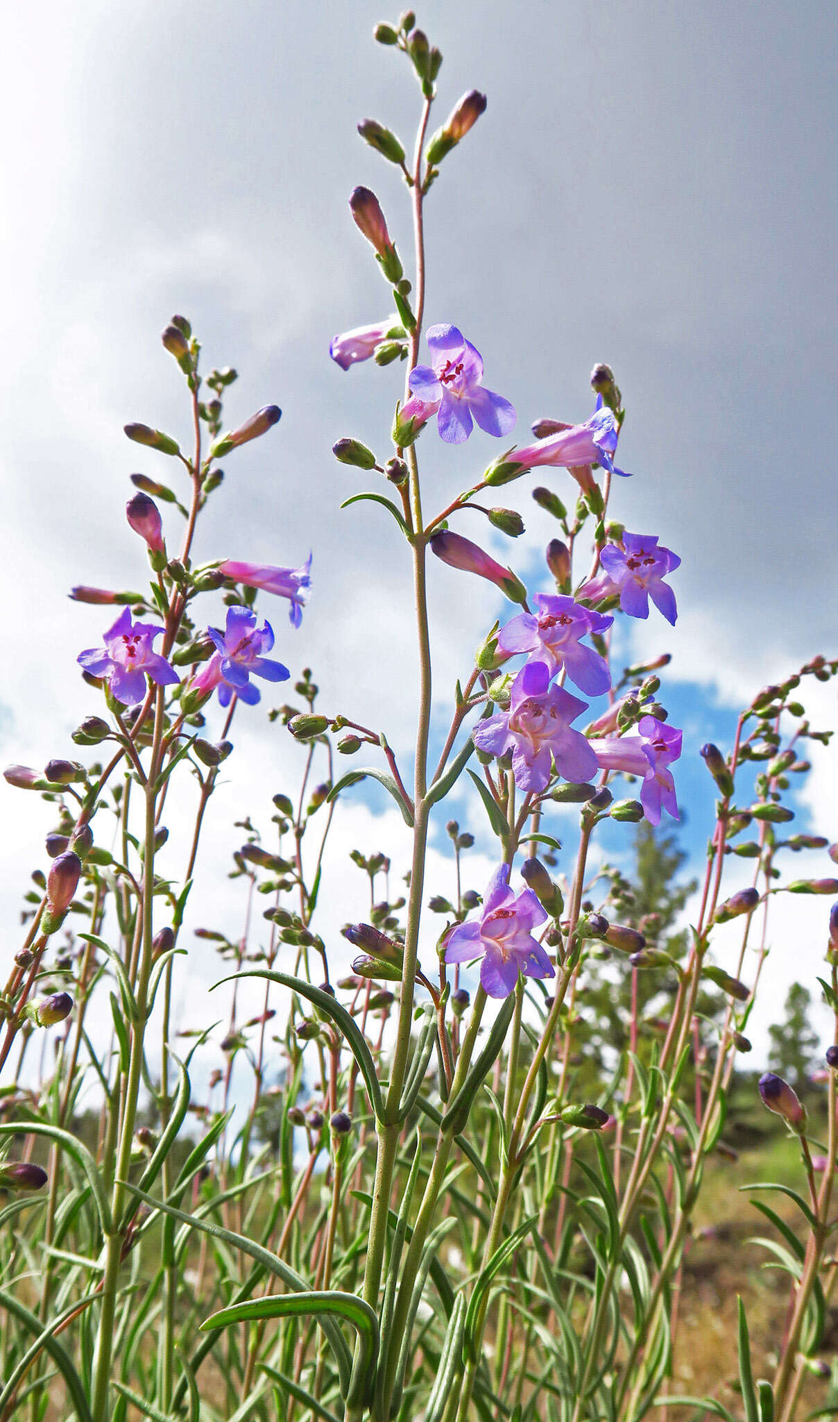 Image of Gairdner's beardtongue