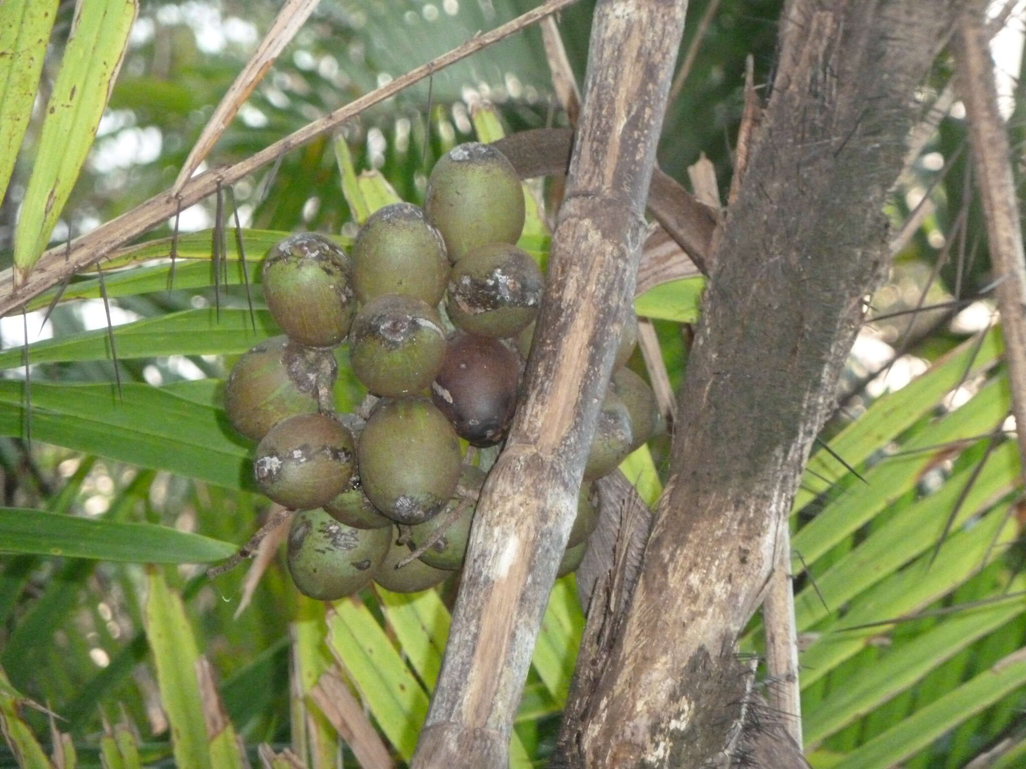 Image de Bactris maraja Mart.