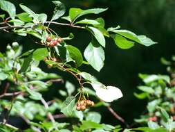 Image of river hawthorn