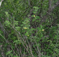 Image of Salvia aspera M. Martens & Galeotti