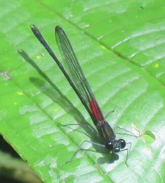 Image of Hetaerina capitalis Selys 1873