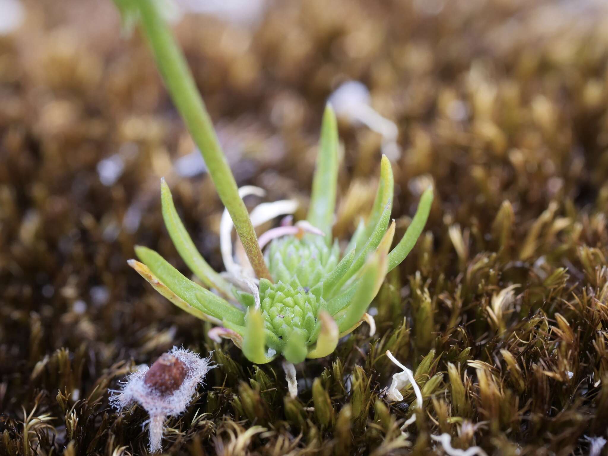 Image of Stylidium guttatum R. Br.