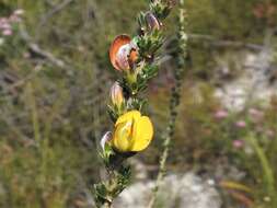 Imagem de Aspalathus oblongifolia R. Dahlgren