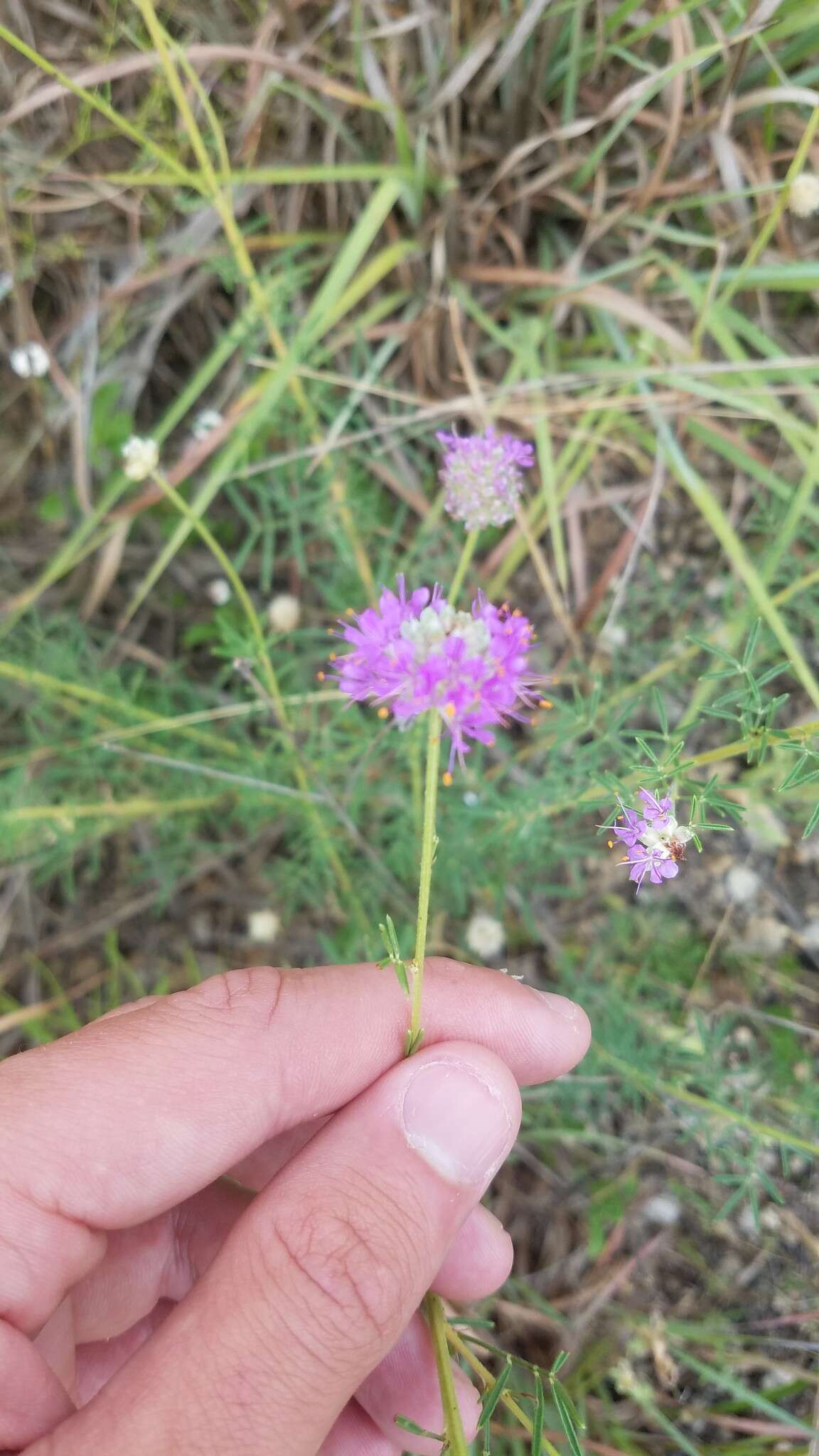 Image of compact prairie clover