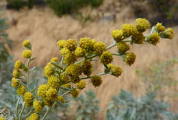 Imagem de Artemisia gorgonum Webb