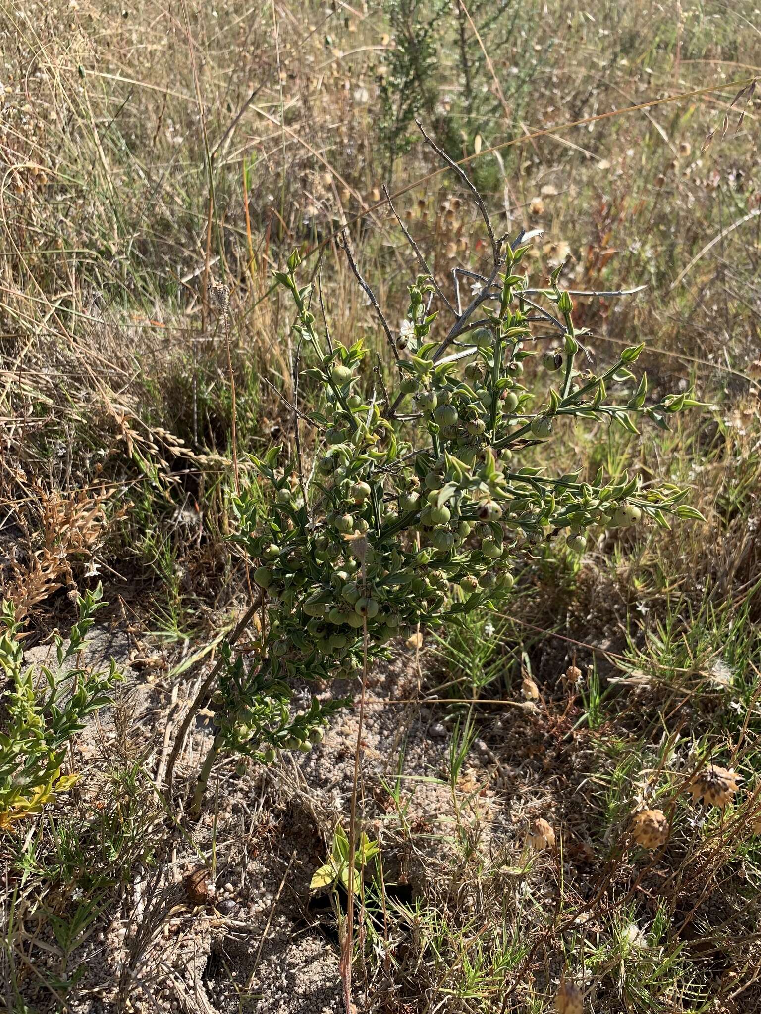 Image of Asparagus undulatus (L. fil.) Thunb.